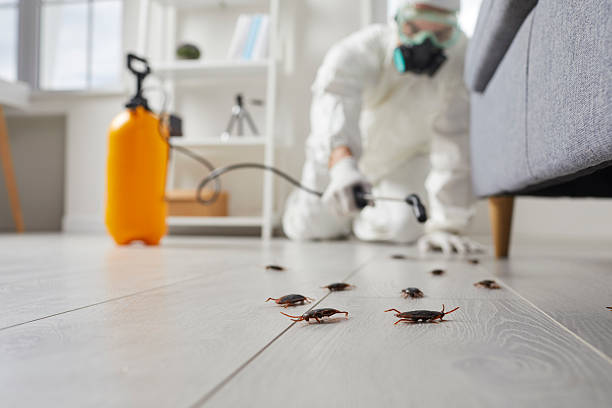 Post-Treatment Bed Bug Interceptor Monitoring in Shenandoah